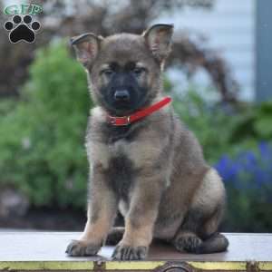 Lucy, German Shepherd Puppy